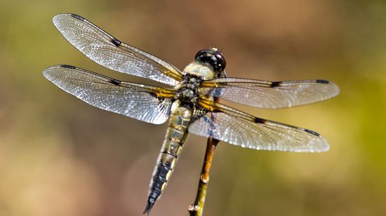 Kijk uit: dit insect vliegt 60 kilometer per uur