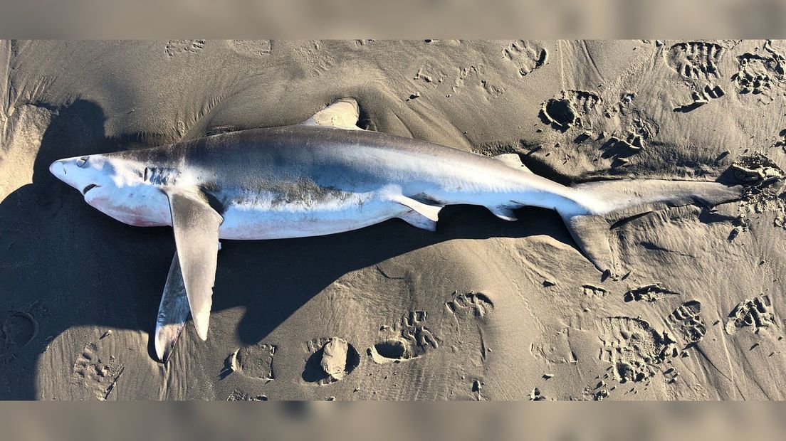 De haai op het strand van Schiermonnikoog