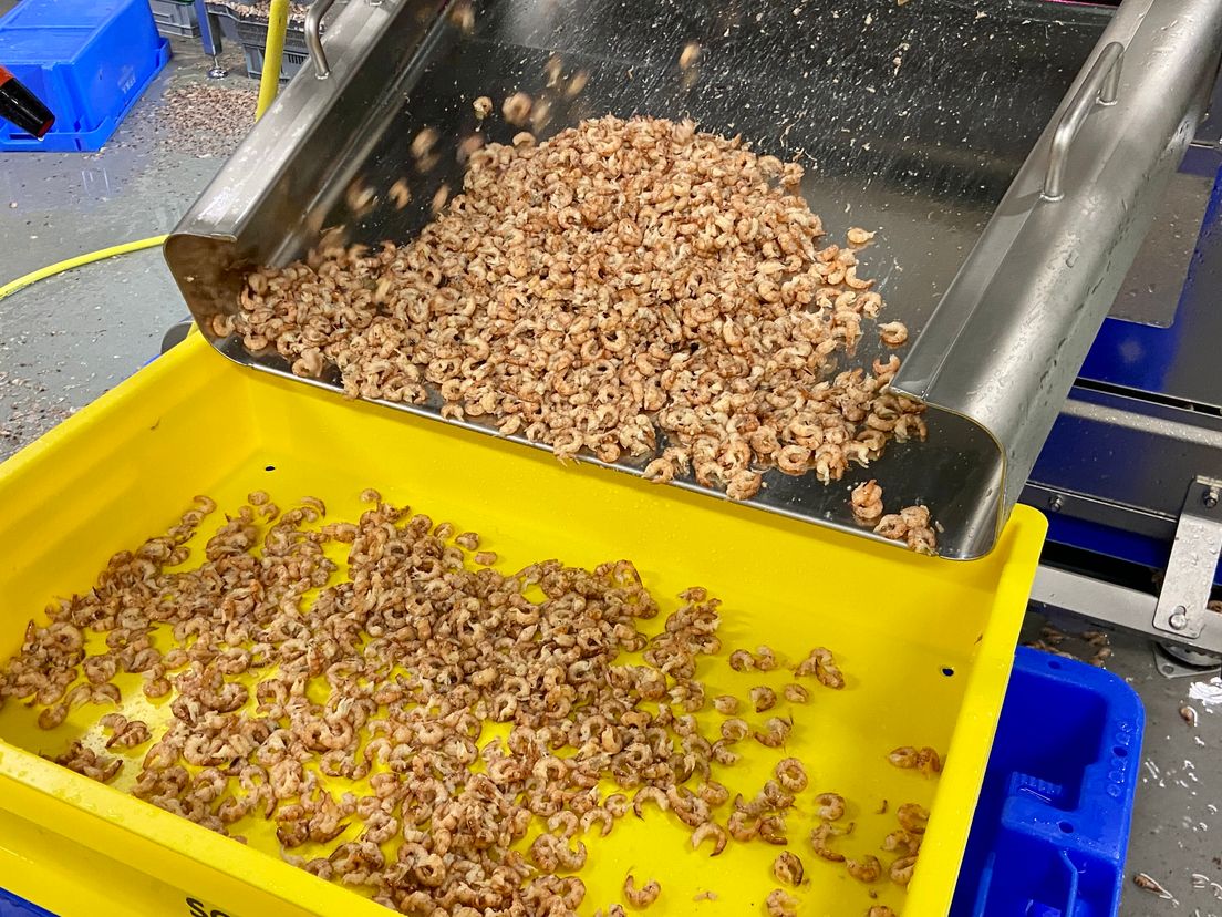 Gepelde garnalen uit de machine