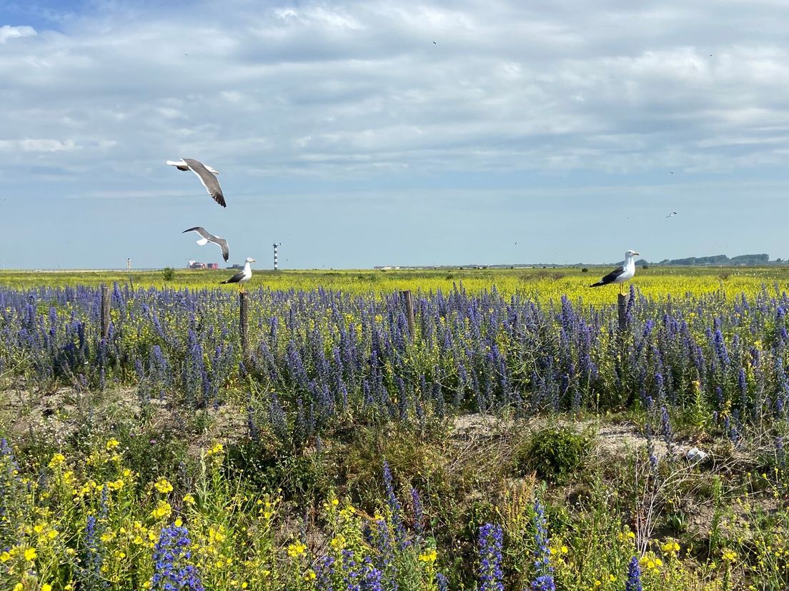 Havennatuur in bloei, weinig meeuwen