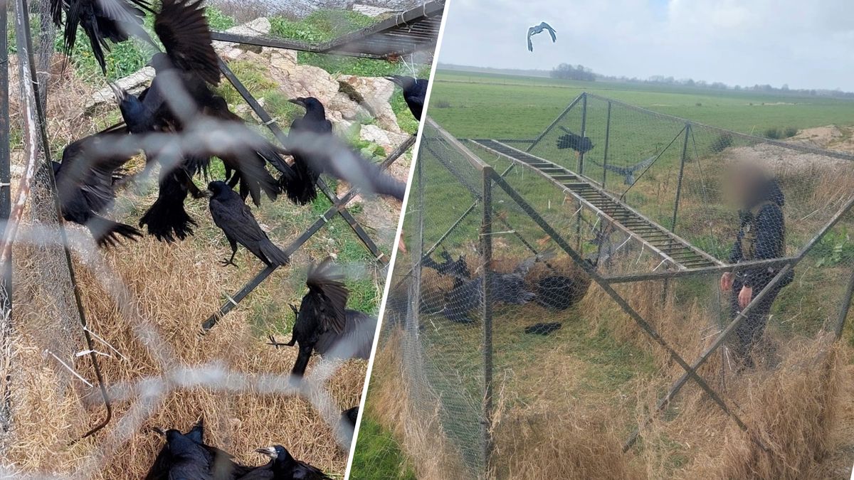 Groene BOA's vinden vangkooi voor roeken bij Gorredijk