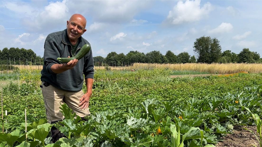 Zo krijg je elke week twee courgettes uit eigen tuin