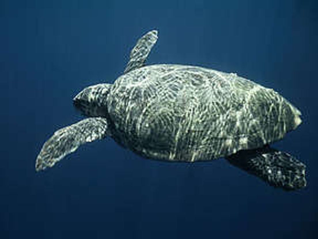 schildpad.cropresize.tmp.jpg