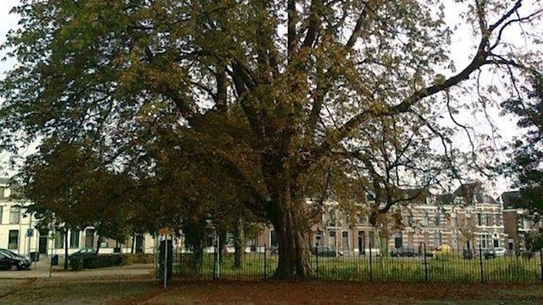 Noodkap monumentale bomen in Zwolle