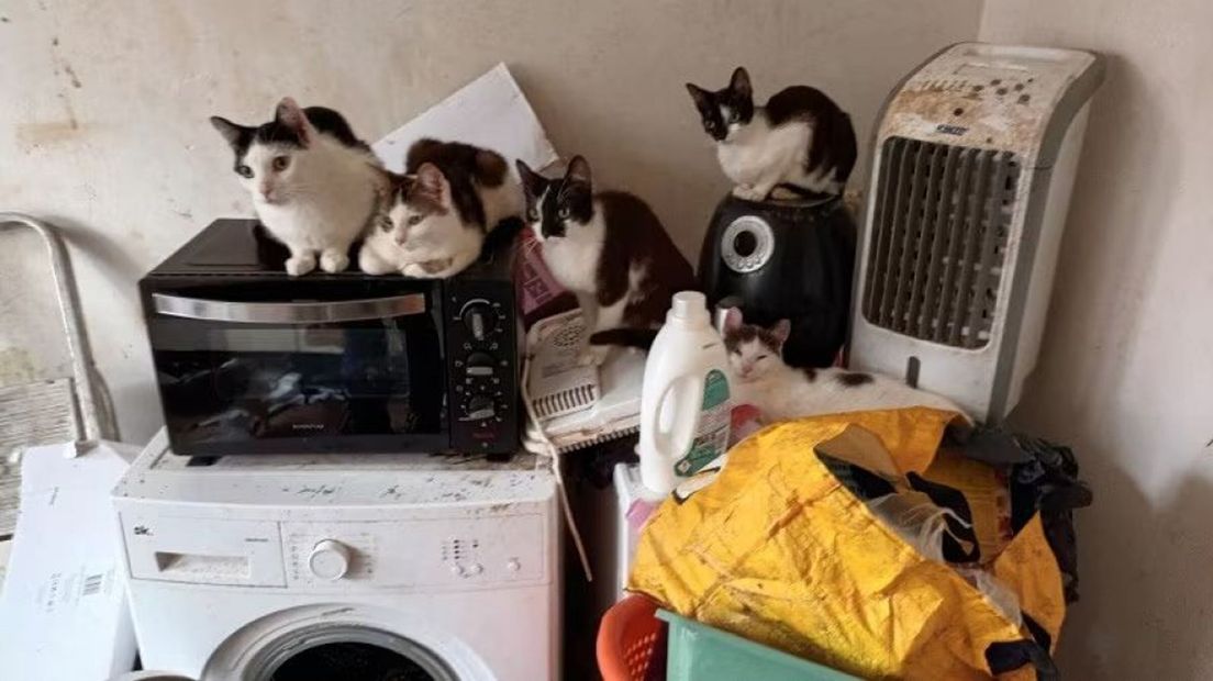 Vijf van de in beslag genomen katten.