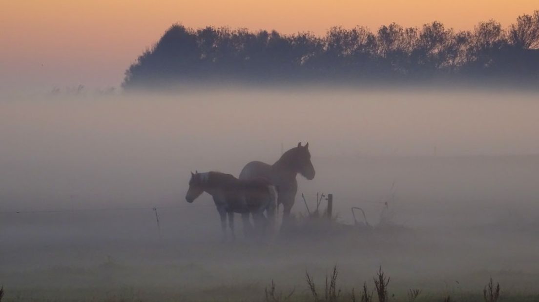 Ochtendmist bij Weskapelle