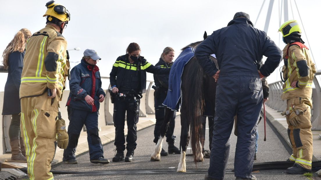 Paard vast met hoeven op brug