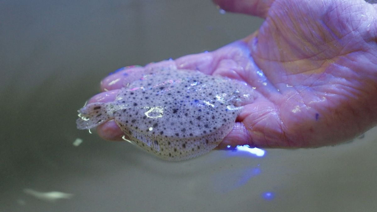 Klein stukje zee tussen de weilanden, hier wordt vis gekweekt zonder natuur te belasten