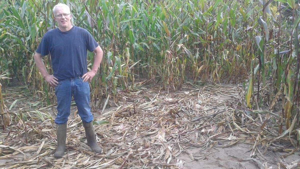 Anderhalf hectare maïs vernield in Oldenzaal, vermoedelijk door schooljeugd
