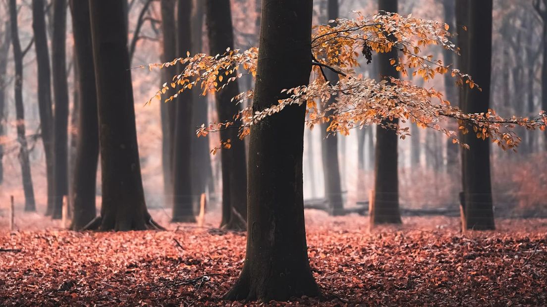 Bladerdek in herfstkleuren.