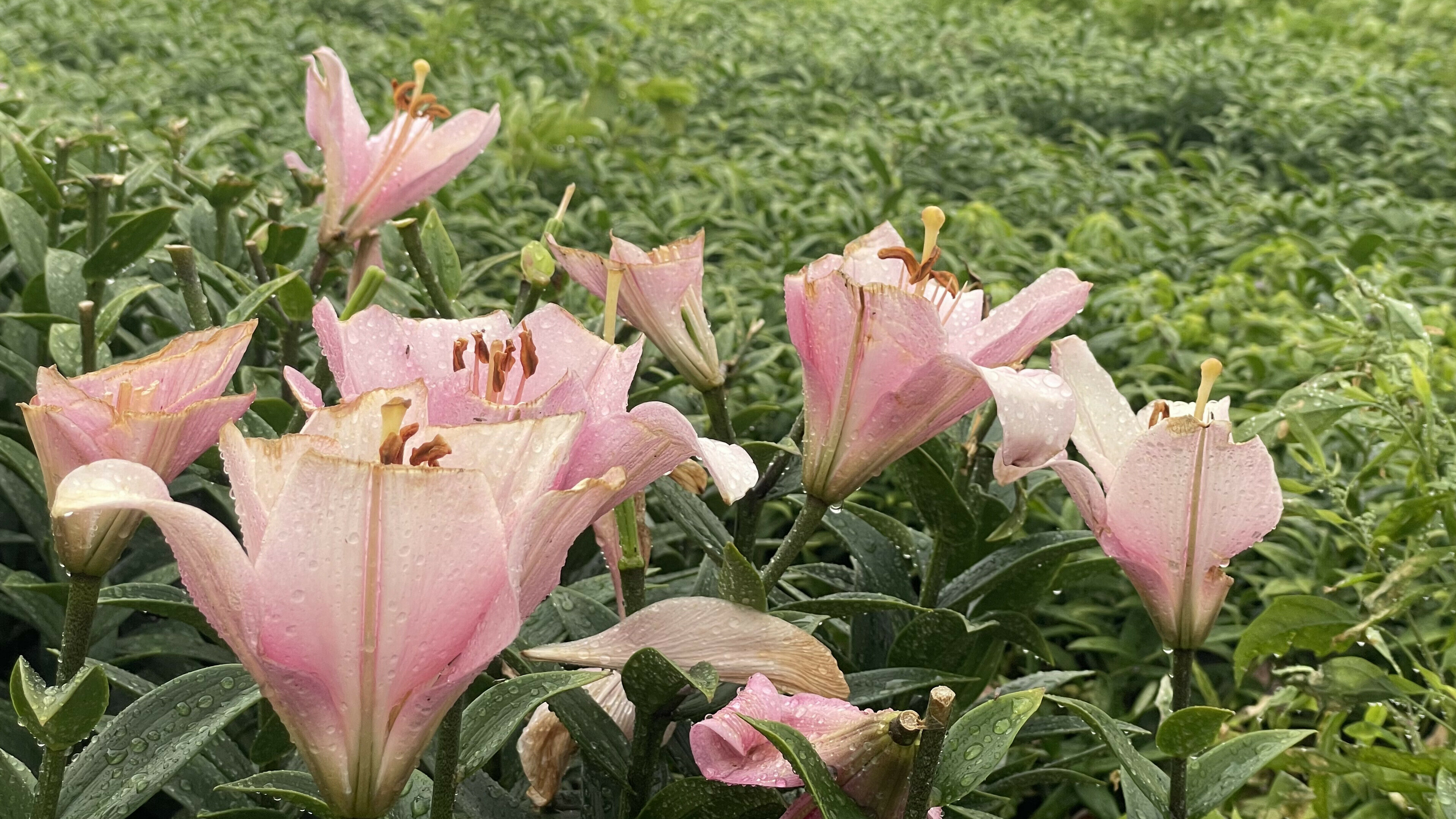 Bestrijdingsmiddelen splijten politiek én platteland: wat willen de partijen?