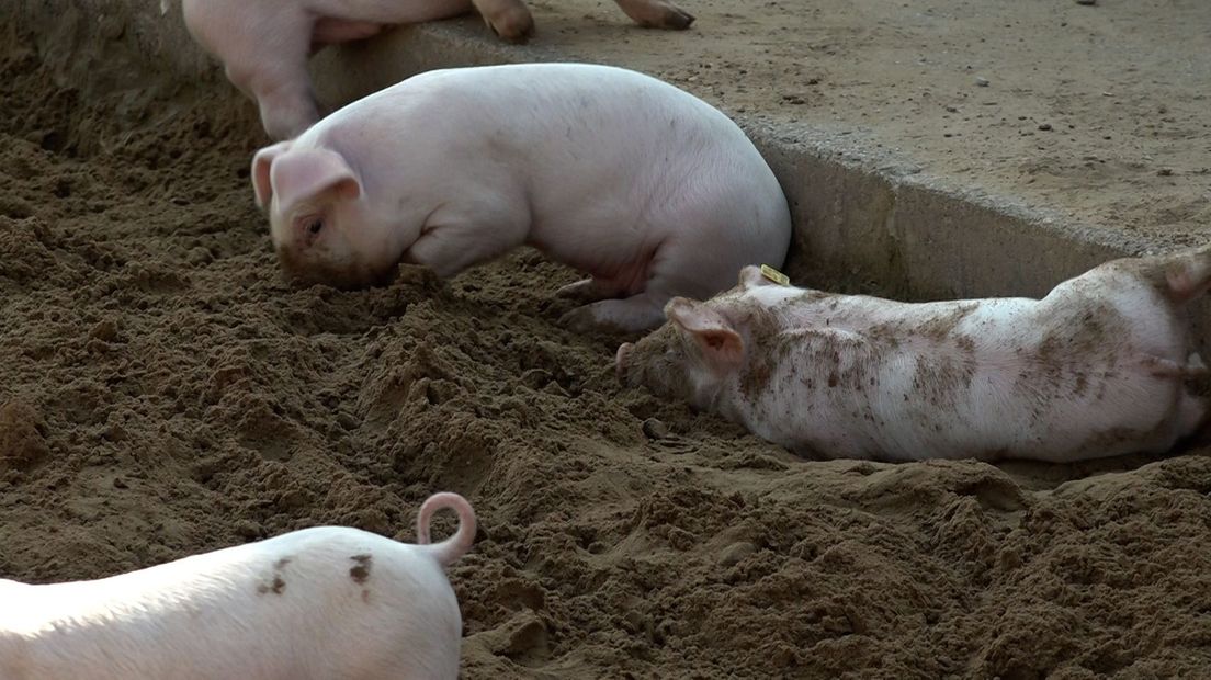 Deze Achterhoekse varkensstal maakt dierenvrienden blij