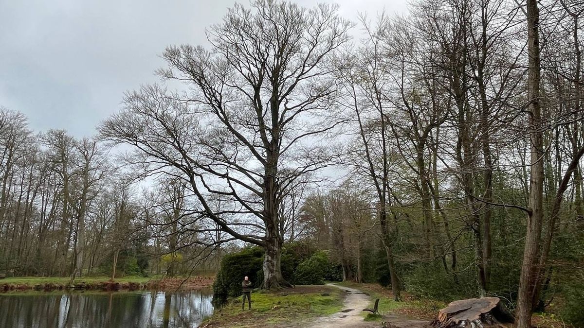 Monumentale rode beuk op landgoed De Braak in bloei ondanks brand