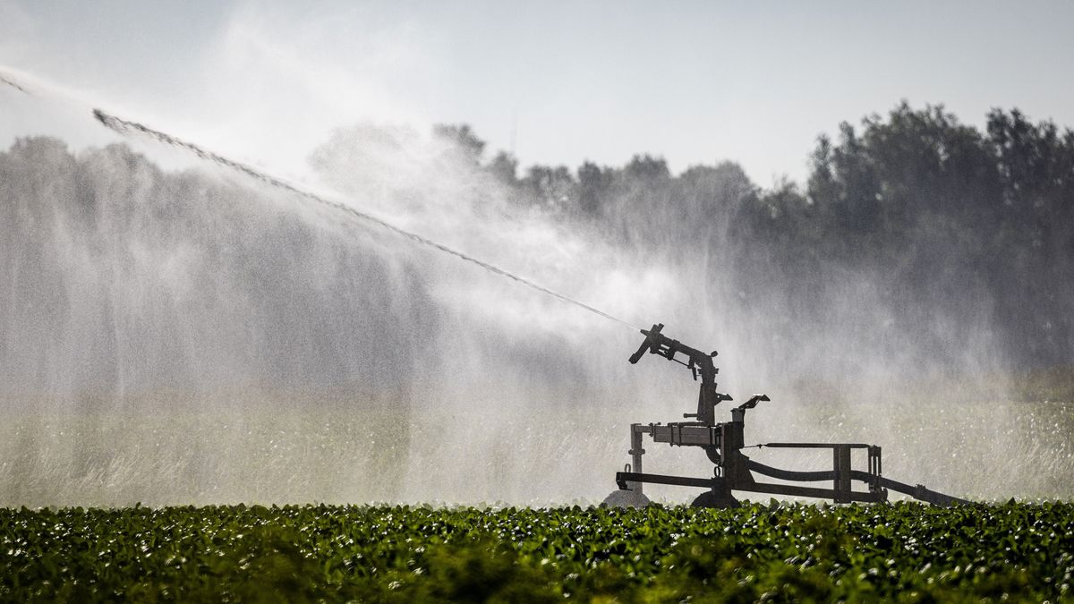Glastuinbouw wil uitzondering op sproeiverbod: 'Deel teelten in acute problemen'