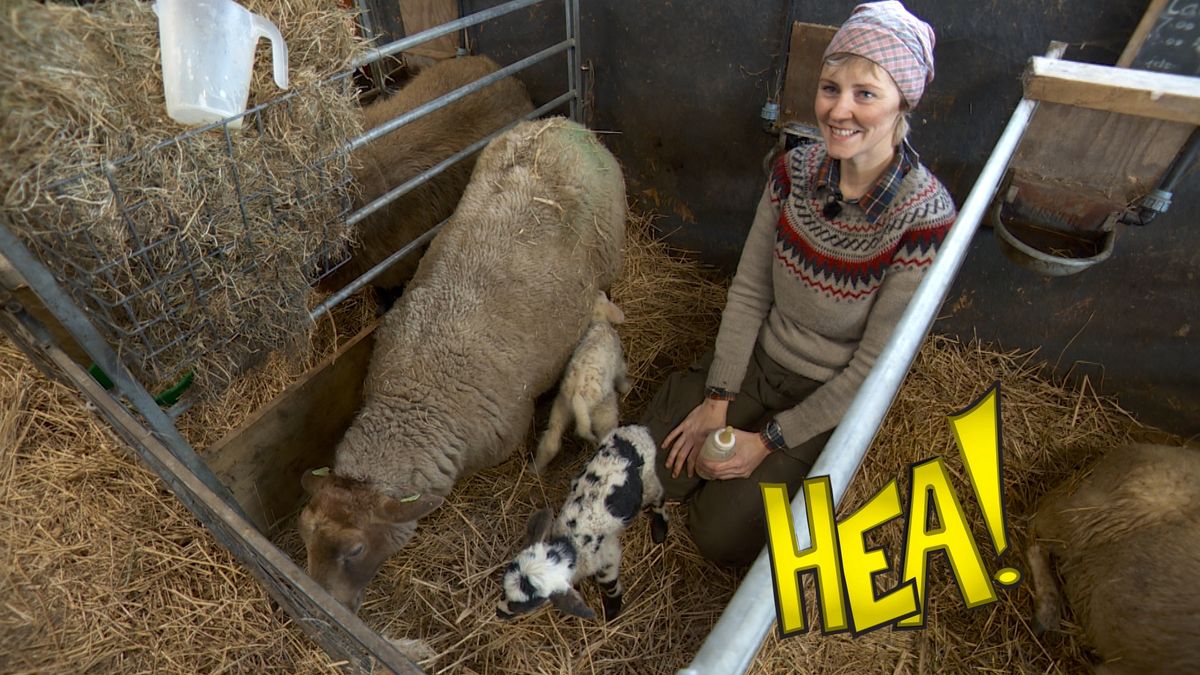 HEA! Schapen met humor