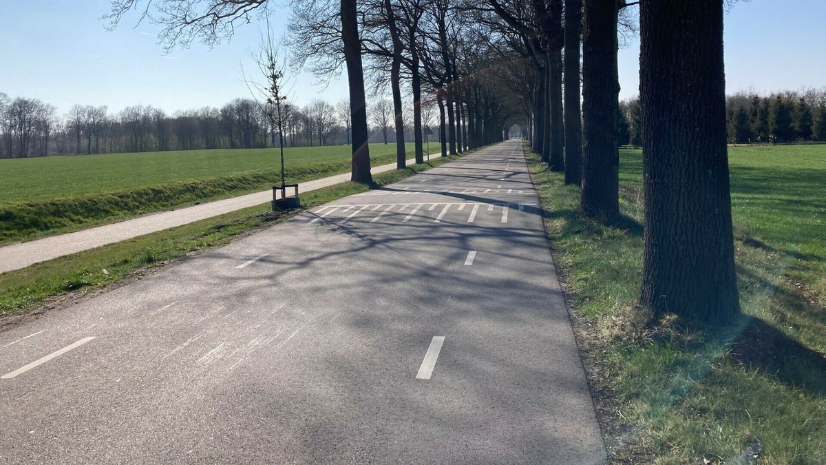 Bomen Coevorderstraatweg niet zomaar tegen de vlakte: 'We moeten ons aan regels houden'