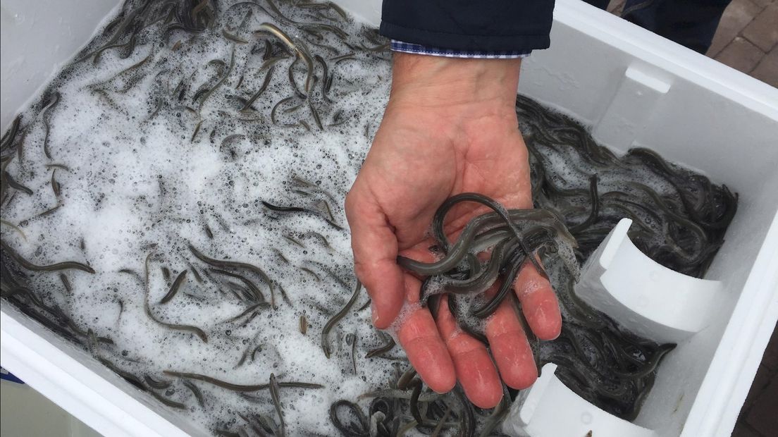 Jonge palingen uitgezet in de IJssel bij Kampen