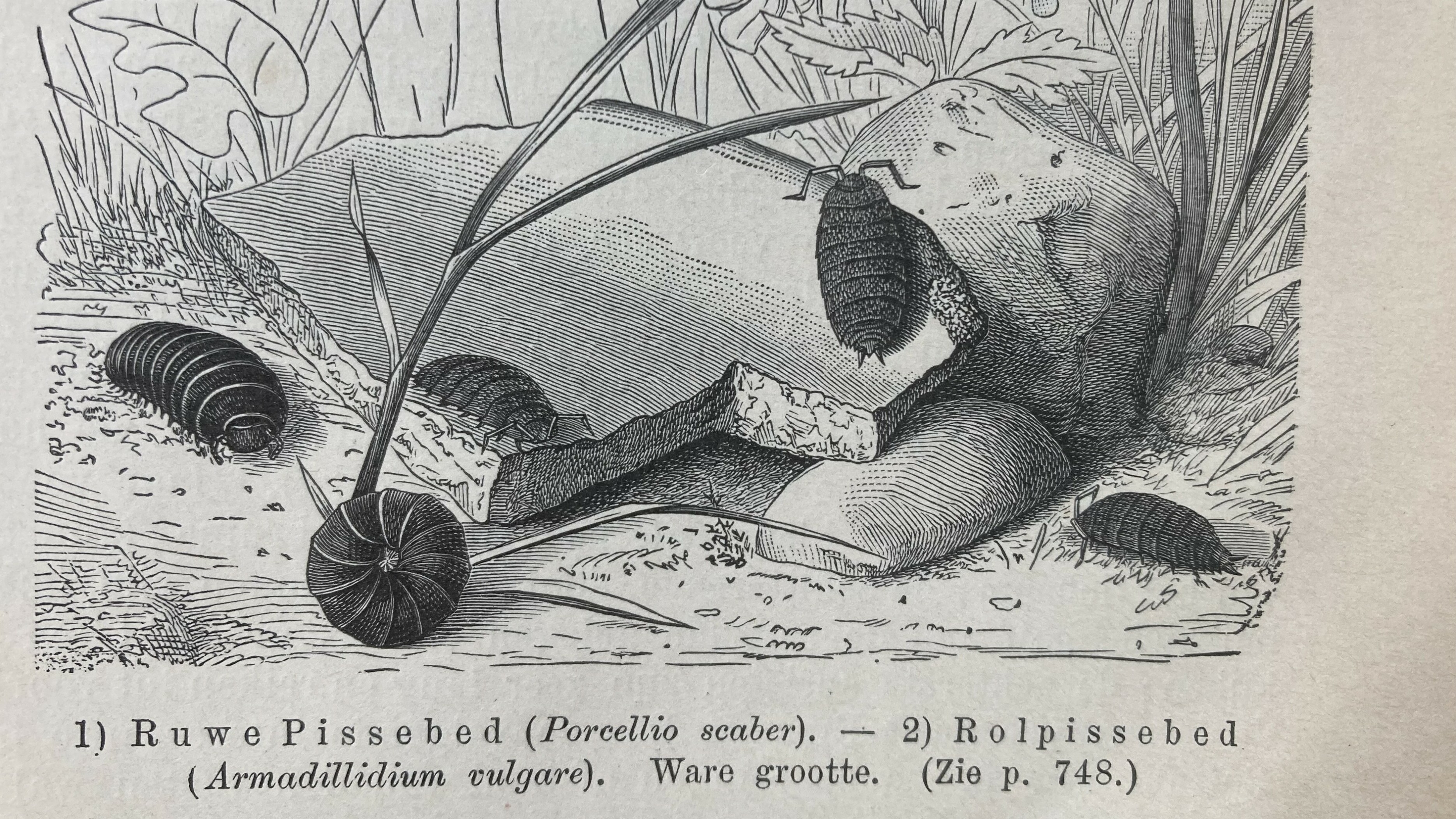 Levende pissebedden op een beschuit met dik boter: de Drentse apotheek van vroeger