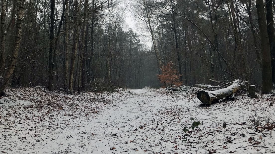 Sneeuw in de bossen bij Austerlitz.