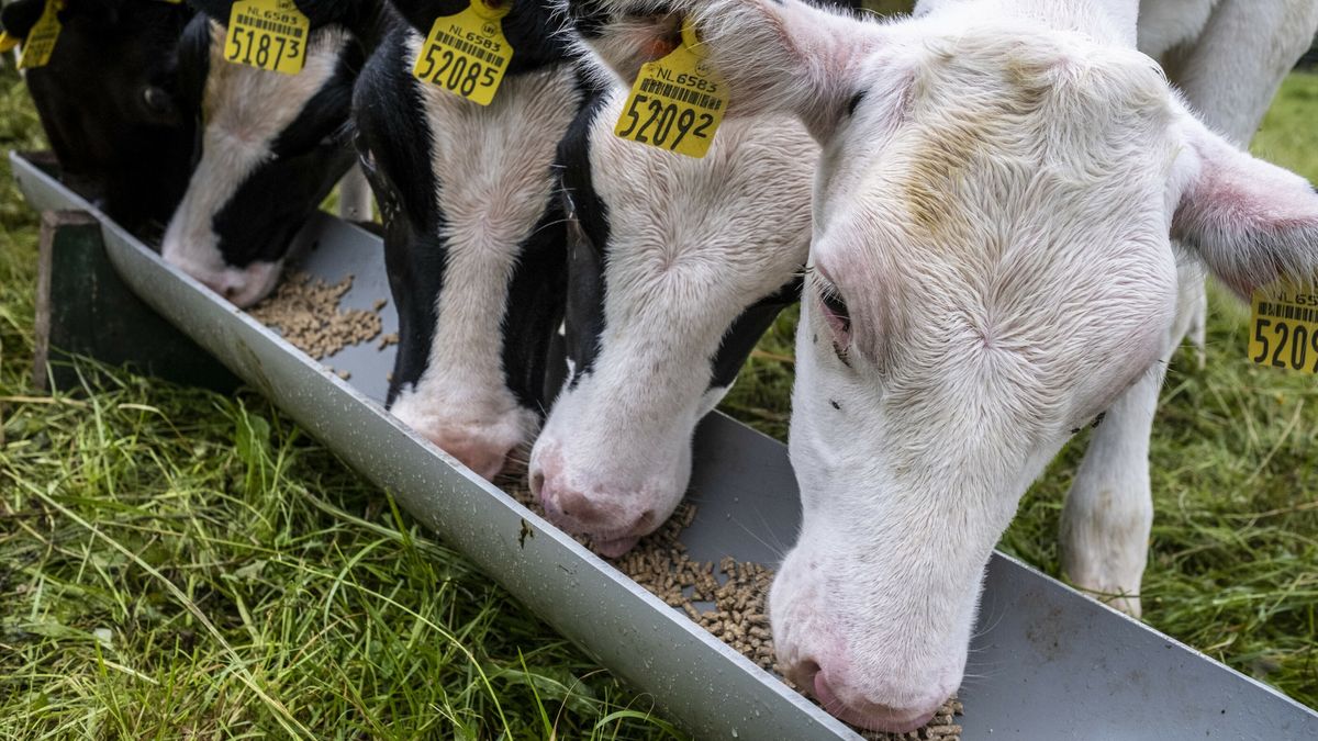 Bedrijf uit Dwingeloo kreeg kalveren uit Duits MKZ-gebied: 'Maken ons geen zorgen'