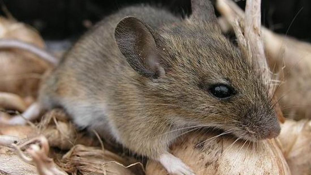 Protestmars Animal Rights in Maastricht op wereldproefdierendag