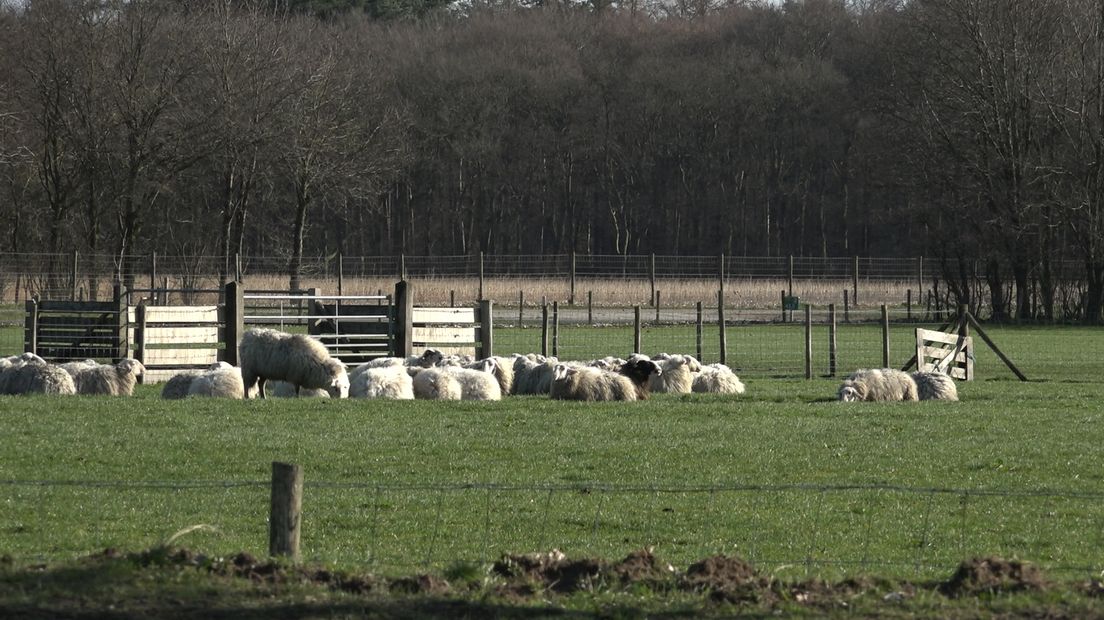 Gelderland - en de Veluwe in het bijzonder - blijft in trek bij toeristen.Vorig jaar was het zelfs de meest populaire bestemming in ons land. Ook buitenlandse toeristen bezoeken de provincie steeds vaker, zo blijkt uit cijfers die vandaag zijn gepresenteerd door Toerisme Veluwe Arnhem Nijmegen tijdens het VeluweCongres 2020 in Lunteren.