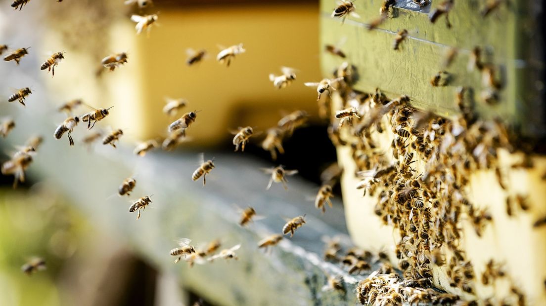 Bijen zwermen veel uit in deze periode