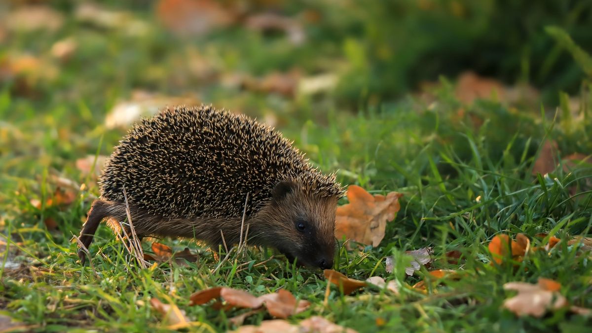 Tonnie Sterken helpt wilde dieren in z'n eigen tuin