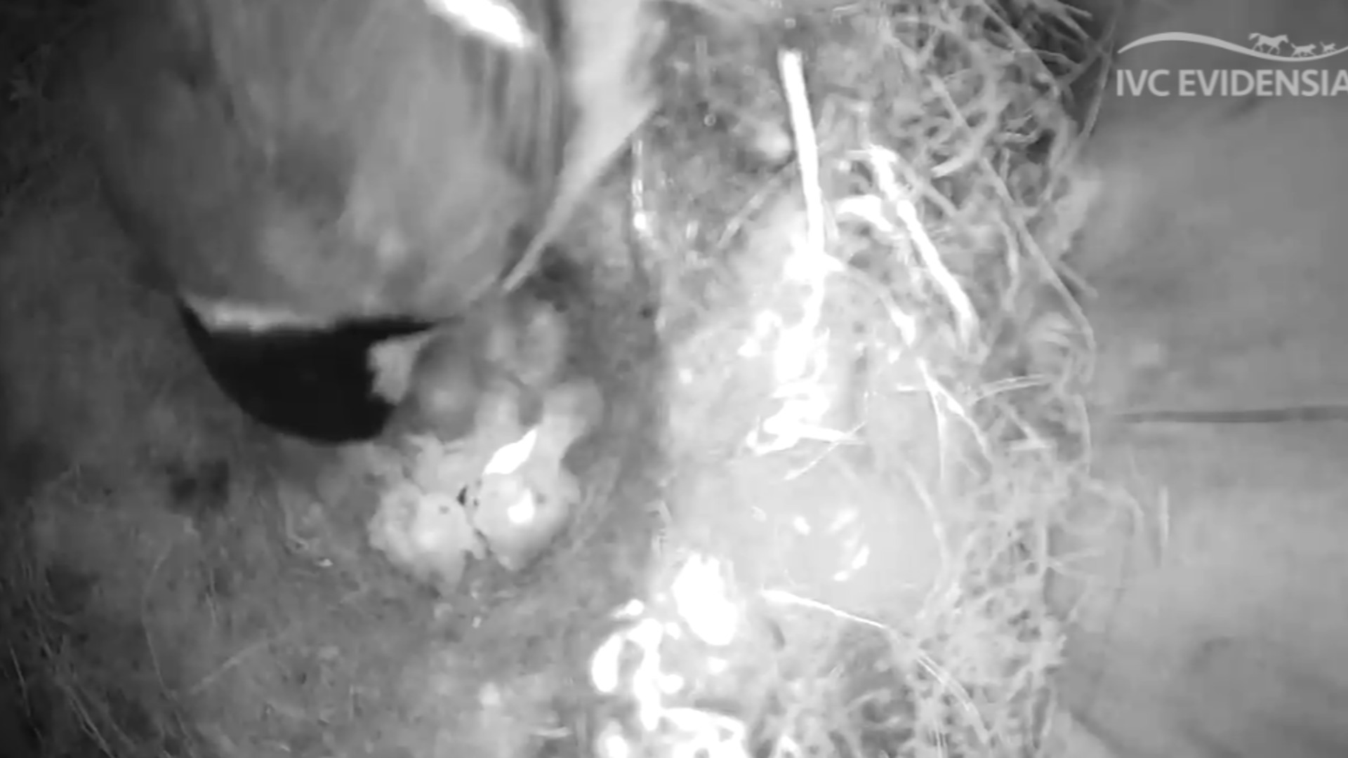 9 koolmeesjes geboren in Vleuten: 'Ze heeft het snel gedaan'