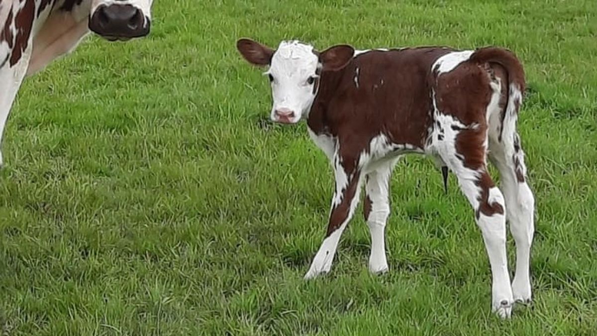 Analyse: voor het eerst kalf in Drenthe doodgebeten door wolf