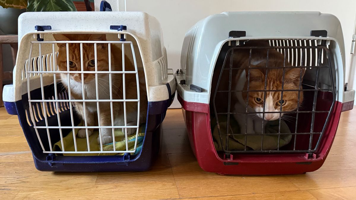 Dierenvoedselbank Zeist bezorgd over stijgende kosten voor sterilisatie en castratie