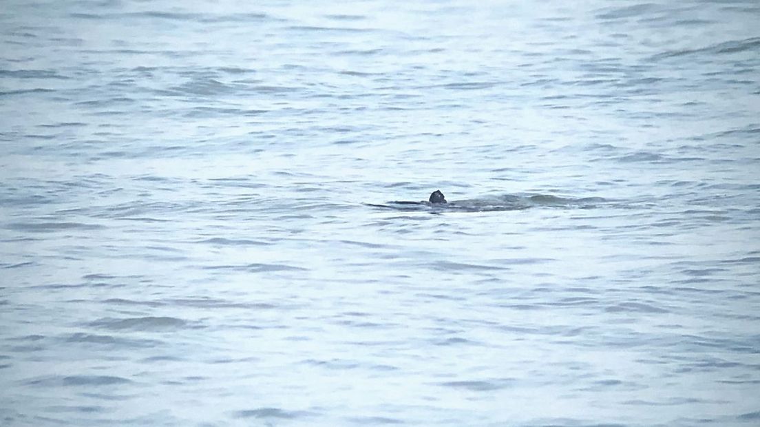 Maanvis steekt zijn vin omhoog uit het water voor de kust van Westkapelle