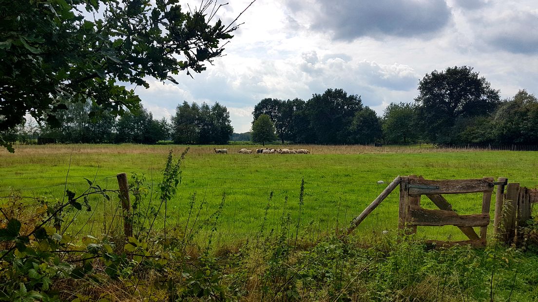 De schapen verhuizen binnenkort naar een veilige omgeving (Rechten: Jasmijn Wijnbergen/RTV Drenthe)