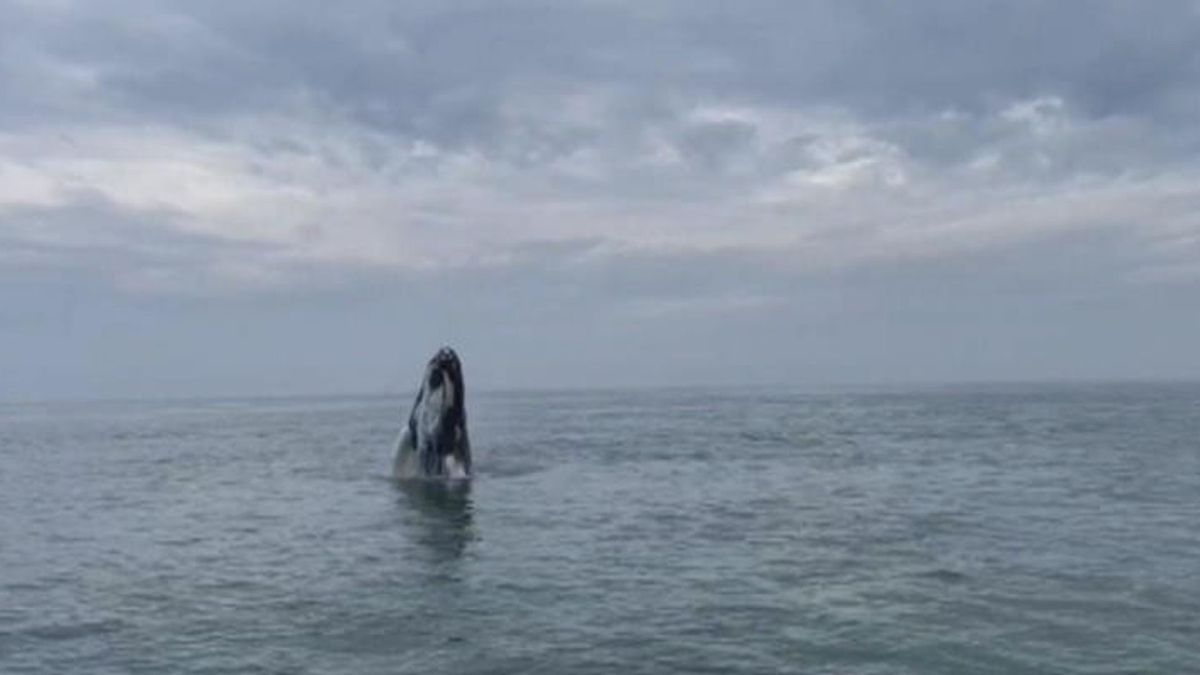 'Geweldig!' In mei zag visser Lourens de bultrug bij Westkapelle