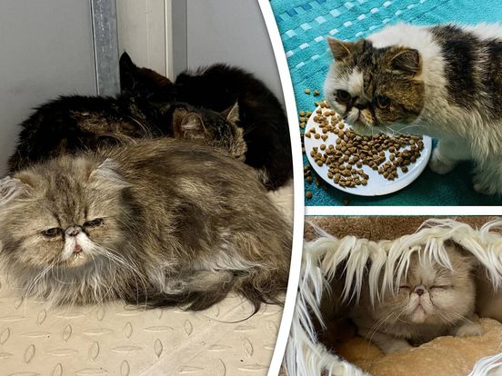 Gered uit brandend huis, maar 16 Perzische katten van Esther en Victor zijn in beslag genomen