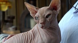 Naaktkat Wilma mag alleen met zonnebrandcrème op naar buiten