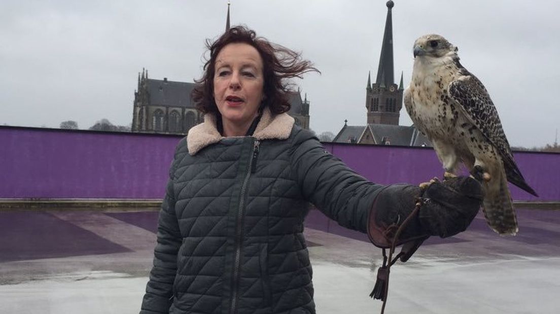 Vorig jaar zette de gemeente ook al een roofvogel in om de meeuwenoverlast te bestrijden.