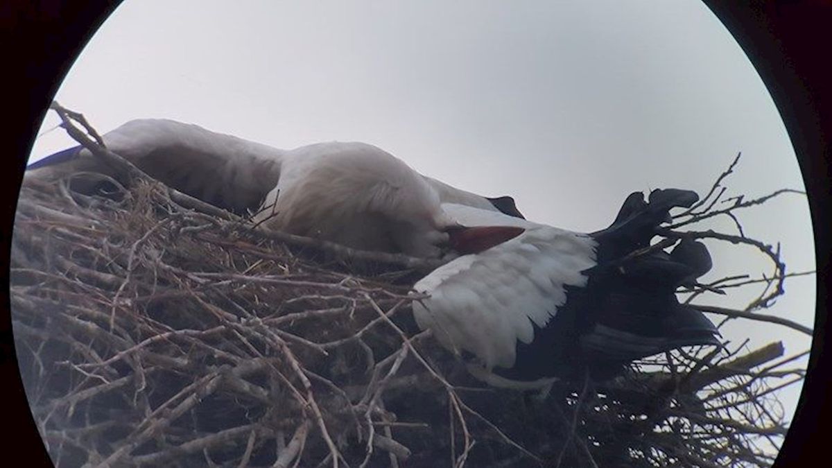 Vragen aan provinciebestuur Overijssel over doodgeschoten ooievaar in De Lutte