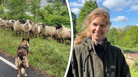 Bregje trekt met haar 100 schapen veel bekijks in de stad: 'Dit leek me echt magisch'