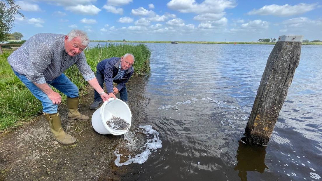 Jonge palingen worden uitgezet in het Zwarte Water nabij Genemuiden.