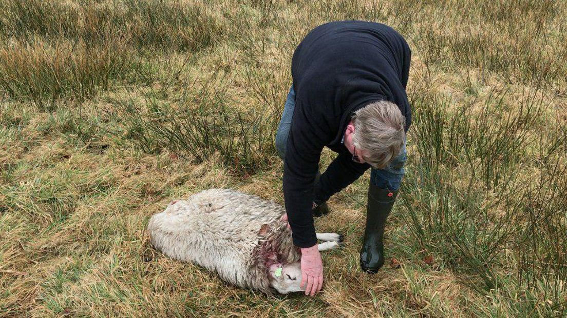 Deze schaap van Jantinus de Groote werd gedood door een wolf (Rechten: RTV Drenthe / Jeroen Willems )