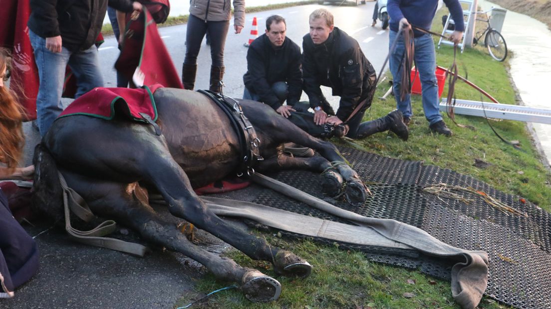 Het paard werd op het droge getrokken 