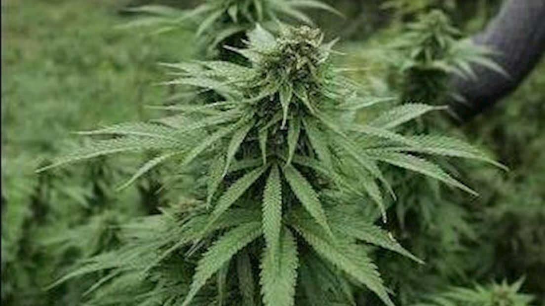 Brand wijst politie op plantages