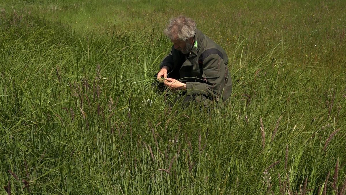 Moeraszegge en scherpe zegge lijken heel veel op elkaar
