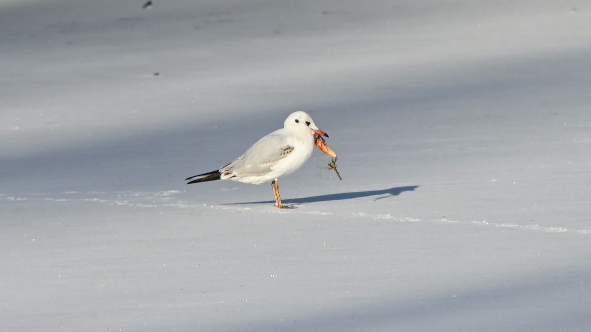 Brandweer in Almelo op jacht naar meeuw met vistuig in bek