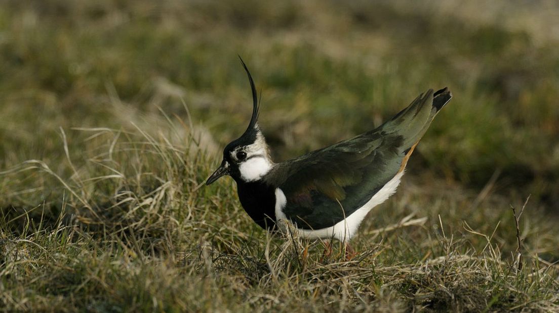 Weidevogels als de kievit hebben het zwaar in het Drentsche Aa-gebied (Free Nature Images/Piet Munsterman)