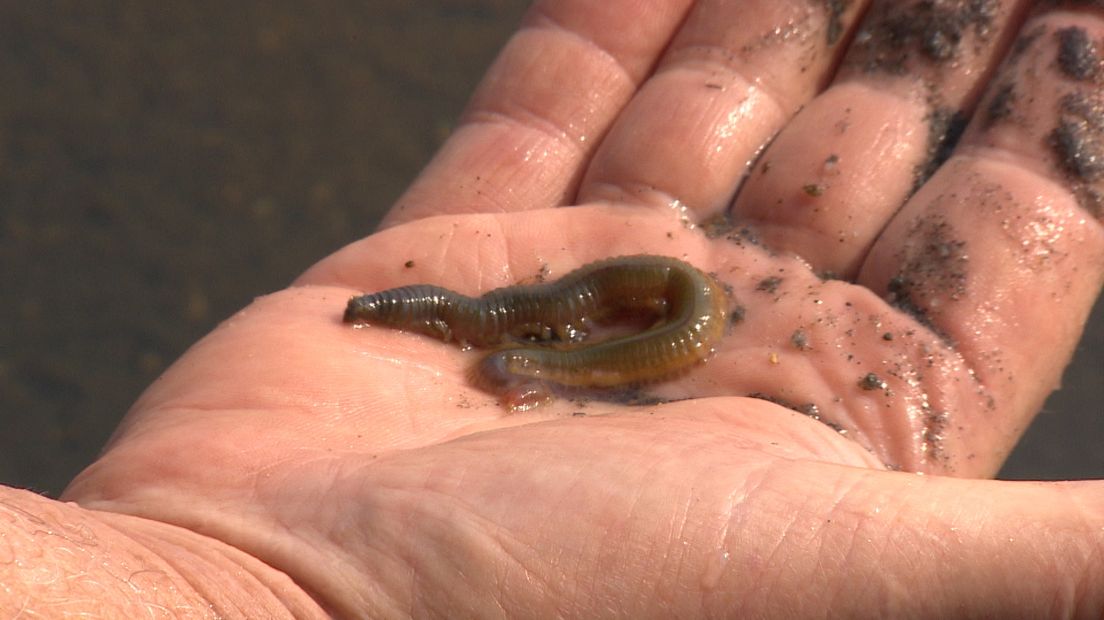 Topsy Baits is door zijn zeeaas heen: Warmte en extra vraag door corona zijn de boosdoeners