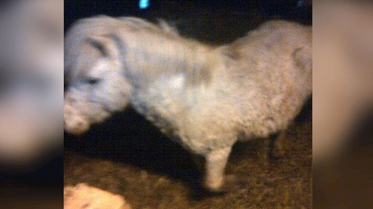 Pony komt aanlopen in Witharen, politie zoekt eigenaar