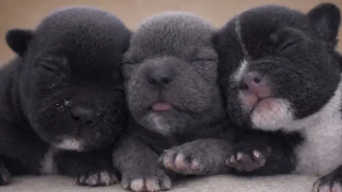 Drie gedumpte puppy's herenigd met hun moeder