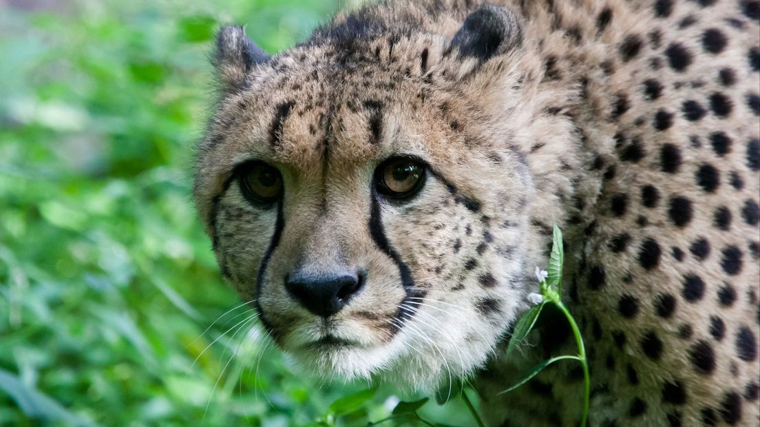 Een van de geruilde cheeta's